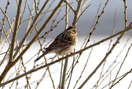 请教鸟名 鸭绿江