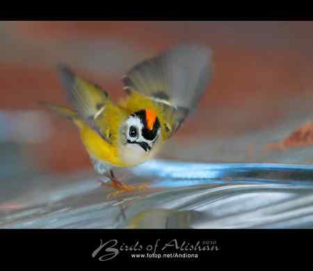 火冠戴菊 Taiwan Firecrest