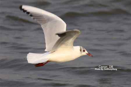 北戴河的海鷗越來越多……