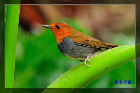 窈窕淑女 日本歌鴝 (小橘子) 窈窕淑女 日本歌鴝 (小橘子)