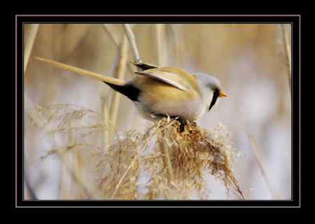 文须雀,为之守候多天 文须雀,为之守候多天