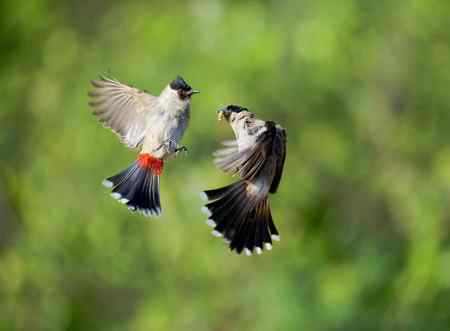 一组黑头红臀鹎 (白喉红臀鹎)