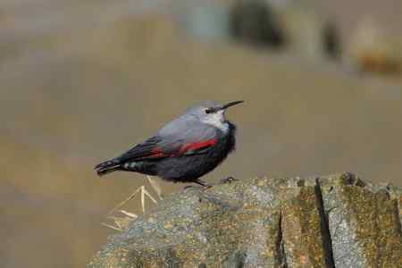 收获红翅旋壁雀