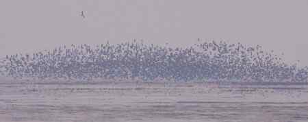 辽河口今晨雨中的鸟浪