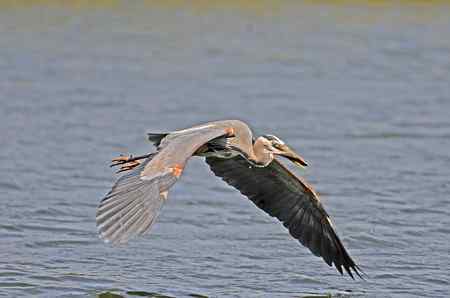 苍鹭吃鱼 美国洛杉矶