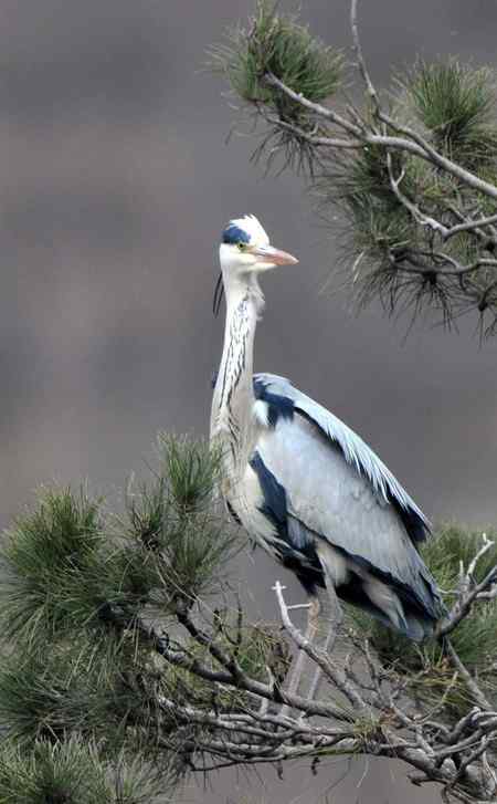 平山苍鹭 平山苍鹭