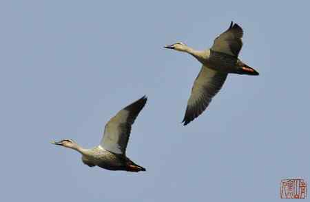 浑河初开丽鸭来：斑嘴鸭