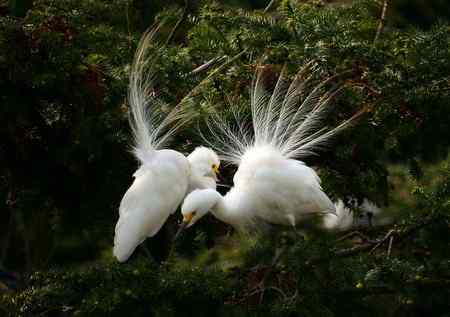 一对红眼睛 白鹭的