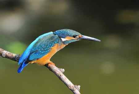 一翠三姿 美丽连连