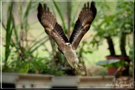 再見蜂鷹 高清晰美图