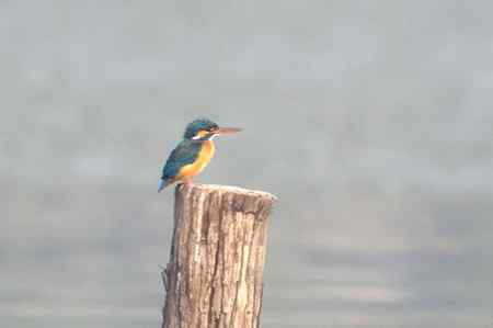 记录大明湖的翠鸟