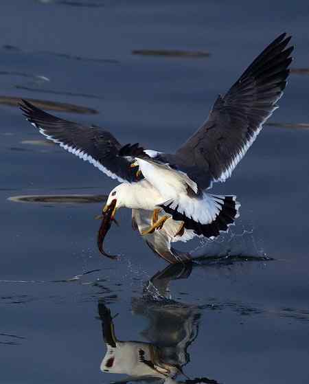 山东龙口拍摄：“五彩海鸥”