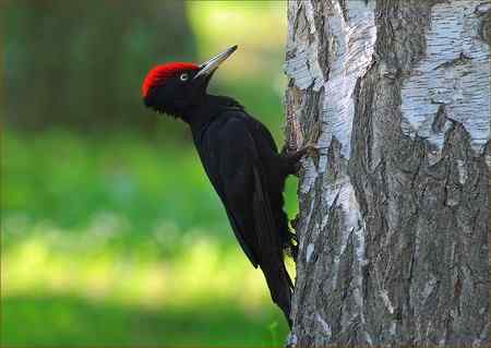 鸟网2010年第一季度精彩鸟图大回放！