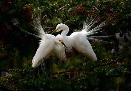 一对红眼睛 白鹭的