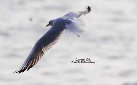北戴河的海鷗越來越多……