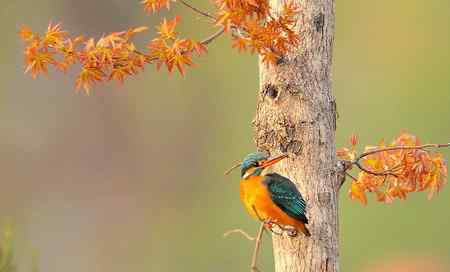 春暖花开好拍鸟
