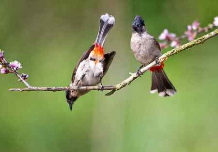 一组黑头红臀鹎 (白喉红臀鹎)