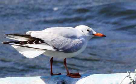 求教海鸥种类(7p)