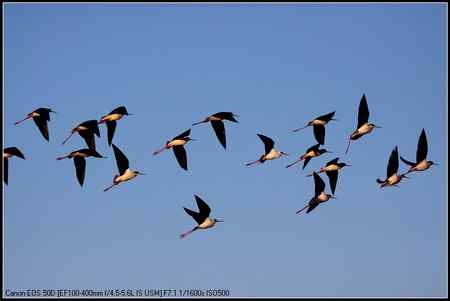 黑翅长脚鹬 向海自然保护区