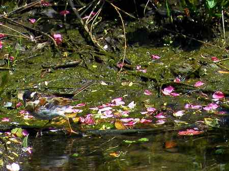 请教鸟名，水中的小鸟
