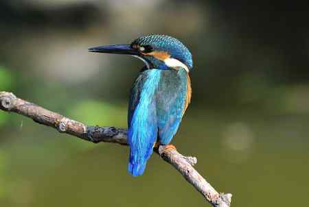 一翠三姿 美丽连连