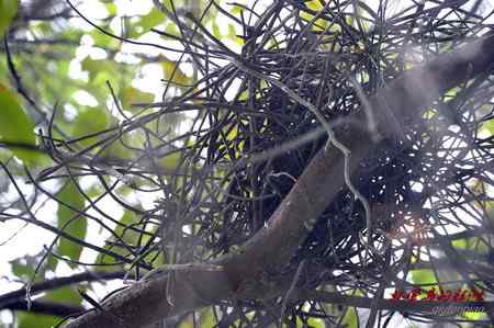 柳州发现海南鳽