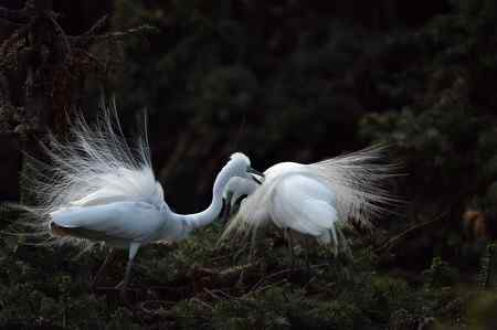 激情象山  白鹭篇（—）