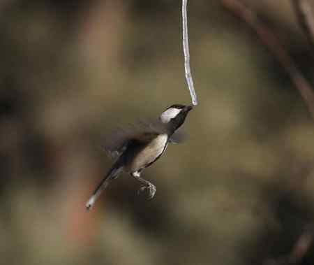 大山雀完美悬飞吃冰棍！