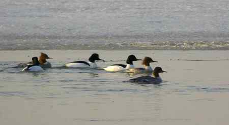 生境片：普通秋沙鸭