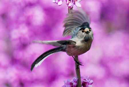 多姿多彩银喉长尾山雀