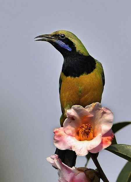 云南的百花岭是鸟的天堂