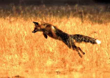 青海高原的鹰，秃鹫，狐狸和狼