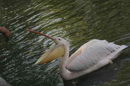 园明园湖里的白鹈鹕