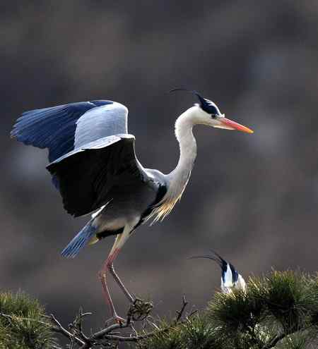 平山苍鹭 平山苍鹭