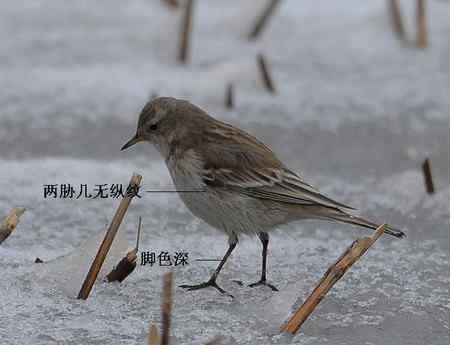 鸟类辨识：水鹨和黄腹鹨