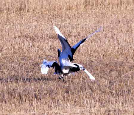 仙鹤交尾(交配)一组镜头