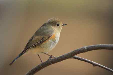 红尾巴鸟钻进灌木丛：灰头鹀回来了！