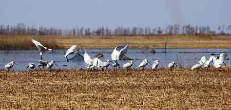 琵琶鹭及侯鸟已飞回向海