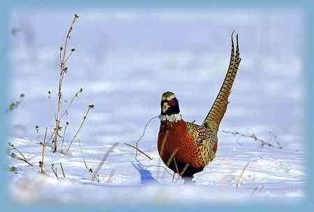 雉鸡画外音——活受罪，不如死了好！