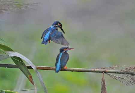 翠鸟的甜蜜爱情