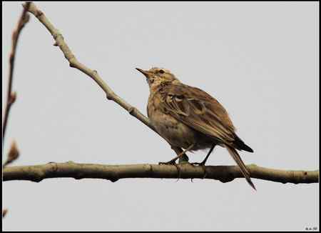 陕西观鸟会铜川观鸟，拍鸟印象