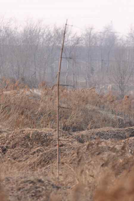今天下午拍到的捕鸟贼!