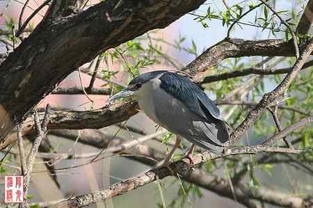 大明湖鸟岛的夜鹭
