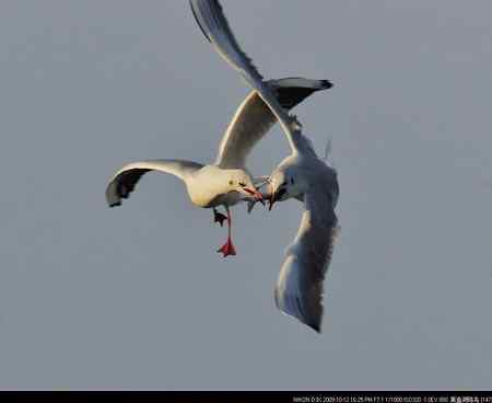 天福野鸟摄影 回放 天福野鸟摄影 回放