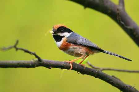 红头长尾山雀 最忙碌的季节