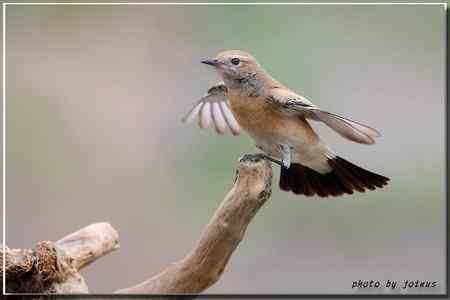 漠即鳥 台湾迷鸟