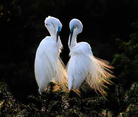 10首拍象山白鹭一组