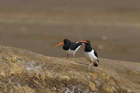 蛎鹬春天的故事
