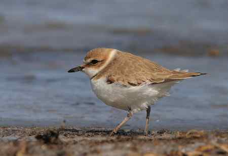 环颈鸻好奇的看着我说...