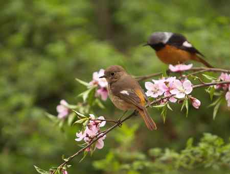 花开北红来（附红肋）